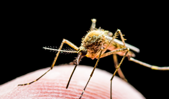 Close up em um mosquito vetor da dengue