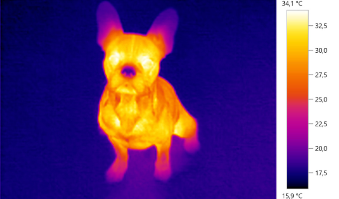 Uma foto termográfica de um cachorro