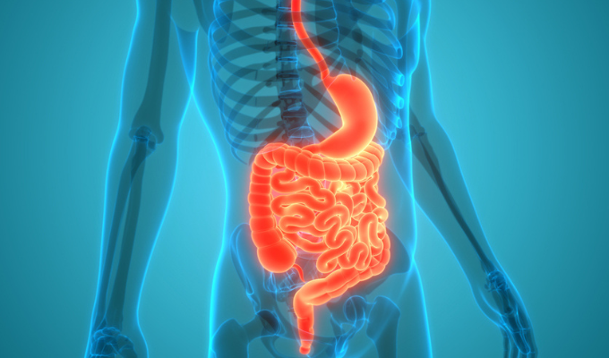 Simulação do trato gastrointestinal em 3D