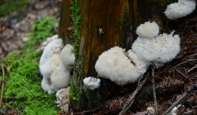 Top 5 notícias: fungos brancos em formato de bolas felpudas crescendo próximos a uma grande árvore em uma floresta