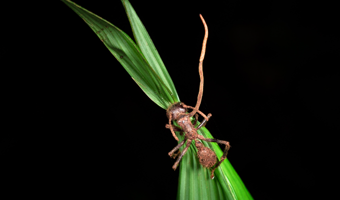 Uma formiga tomada pelo fungo Ophiocordyceps unilateralis
