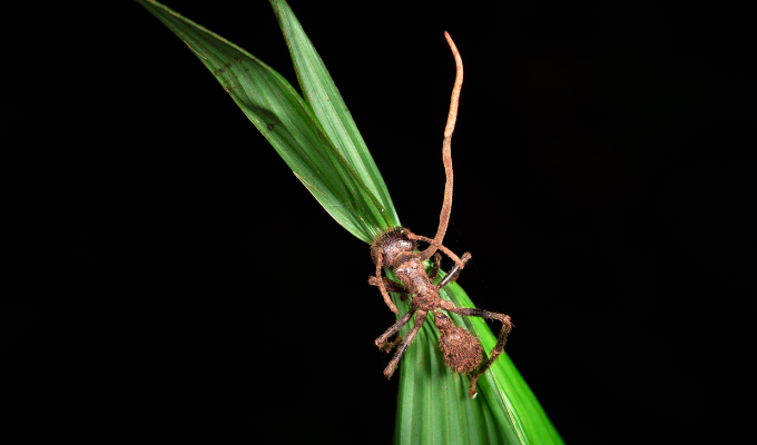 Fungo “zumbi” Cordyceps de The Last of Us pode infectar humanos