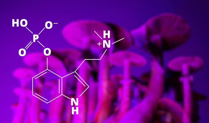 Psicoativos: ilustração da fórmula química da psilocibina com os cogumelos de fundo